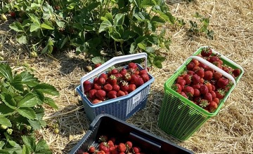 FOTO: Ľudia berú polia v Moravskom Lieskovom útokom. Začal sa samozber jahôd