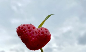 FOTO: Ľudia berú polia v Moravskom Lieskovom útokom. Začal sa samozber jahôd