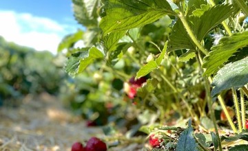 FOTO: Ľudia berú polia v Moravskom Lieskovom útokom. Začal sa samozber jahôd