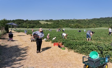 FOTO: Ľudia berú polia v Moravskom Lieskovom útokom. Začal sa samozber jahôd