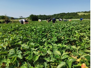 FOTO: Ľudia berú polia v Moravskom Lieskovom útokom. Začal sa samozber jahôd