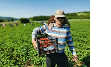 FOTO: Ľudia berú polia v Moravskom Lieskovom útokom. Začal sa samozber jahôd