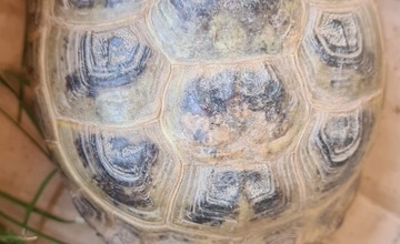 FOTO: So zatúlanými exotmi v Trenčianskom kraji sa roztrhlo vrece. Neďaleko Trenčína sa špacíroval riadny skvost