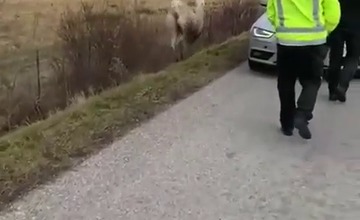 FOTO: So zatúlanými exotmi v Trenčianskom kraji sa roztrhlo vrece. Neďaleko Trenčína sa špacíroval riadny skvost