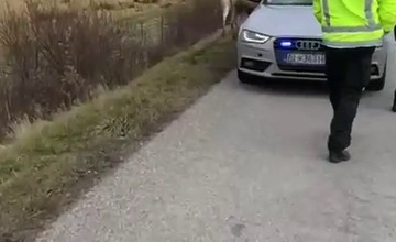 FOTO: So zatúlanými exotmi v Trenčianskom kraji sa roztrhlo vrece. Neďaleko Trenčína sa špacíroval riadny skvost