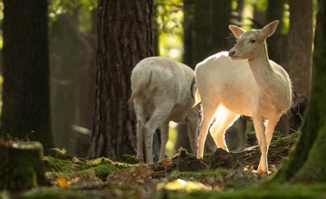 FOTO: Hornonitriansky fotograf nazerá zvieratám priamo „do kuchyne“.  Na svojom konte má medvedí wellnes, či hostinu dra
