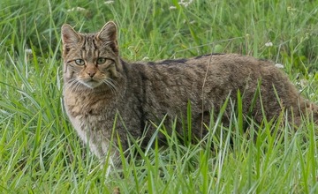FOTO: Hornonitriansky fotograf nazerá zvieratám priamo „do kuchyne“.  Na svojom konte má medvedí wellnes, či hostinu dra