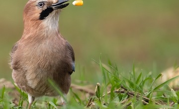 FOTO: Hornonitriansky fotograf nazerá zvieratám priamo „do kuchyne“.  Na svojom konte má medvedí wellnes, či hostinu dra