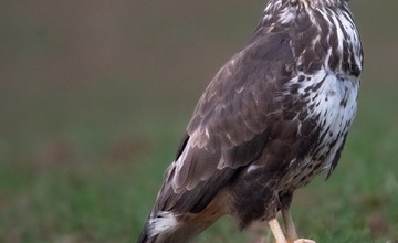FOTO: Hornonitriansky fotograf nazerá zvieratám priamo „do kuchyne“.  Na svojom konte má medvedí wellnes, či hostinu dra