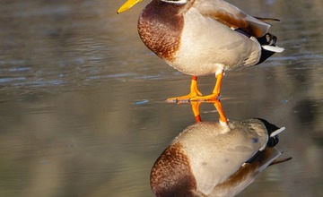 FOTO: Hornonitriansky fotograf nazerá zvieratám priamo „do kuchyne“.  Na svojom konte má medvedí wellnes, či hostinu dra
