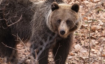 FOTO: Hornonitriansky fotograf nazerá zvieratám priamo „do kuchyne“.  Na svojom konte má medvedí wellnes, či hostinu dra