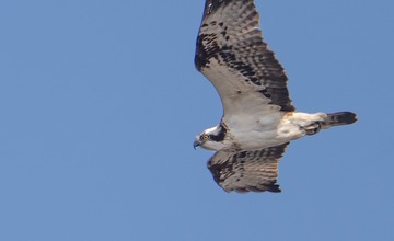 FOTO: Hornonitriansky fotograf nazerá zvieratám priamo „do kuchyne“.  Na svojom konte má medvedí wellnes, či hostinu dra