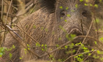 FOTO: Hornonitriansky fotograf nazerá zvieratám priamo „do kuchyne“.  Na svojom konte má medvedí wellnes, či hostinu dra