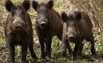 FOTO: Hornonitriansky fotograf nazerá zvieratám priamo „do kuchyne“.  Na svojom konte má medvedí wellnes, či hostinu dra