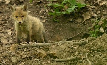 FOTO: Hornonitriansky fotograf nazerá zvieratám priamo „do kuchyne“.  Na svojom konte má medvedí wellnes, či hostinu dra