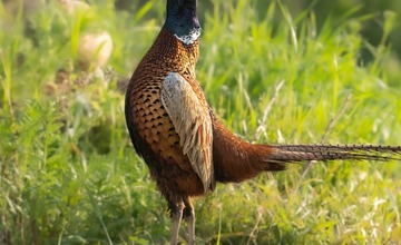 FOTO: Hornonitriansky fotograf nazerá zvieratám priamo „do kuchyne“.  Na svojom konte má medvedí wellnes, či hostinu dra