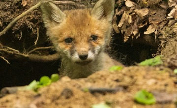FOTO: Hornonitriansky fotograf nazerá zvieratám priamo „do kuchyne“.  Na svojom konte má medvedí wellnes, či hostinu dra