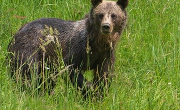FOTO: Hornonitriansky fotograf nazerá zvieratám priamo „do kuchyne“.  Na svojom konte má medvedí wellnes, či hostinu dra