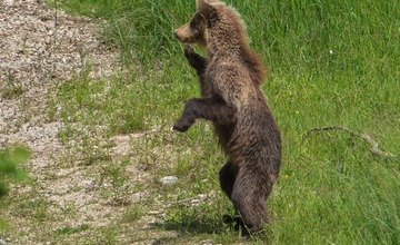 FOTO: Hornonitriansky fotograf nazerá zvieratám priamo „do kuchyne“.  Na svojom konte má medvedí wellnes, či hostinu dra