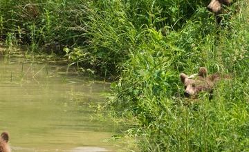 FOTO: Hornonitriansky fotograf nazerá zvieratám priamo „do kuchyne“.  Na svojom konte má medvedí wellnes, či hostinu dra
