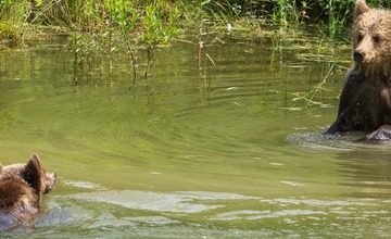 FOTO: Hornonitriansky fotograf nazerá zvieratám priamo „do kuchyne“.  Na svojom konte má medvedí wellnes, či hostinu dra