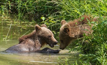 FOTO: Hornonitriansky fotograf nazerá zvieratám priamo „do kuchyne“.  Na svojom konte má medvedí wellnes, či hostinu dra