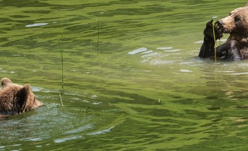FOTO: Hornonitriansky fotograf nazerá zvieratám priamo „do kuchyne“.  Na svojom konte má medvedí wellnes, či hostinu dra