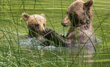 FOTO: Hornonitriansky fotograf nazerá zvieratám priamo „do kuchyne“.  Na svojom konte má medvedí wellnes, či hostinu dra