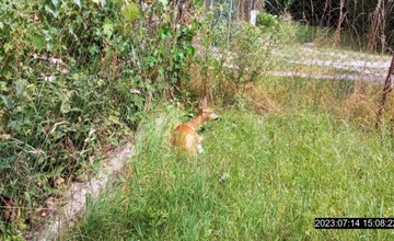 FOTO: Mestskí policajti stopli prípravu „chutnej delikatesy“ v chránenej oblasti, ratovali auto bez vodiča aj srnku