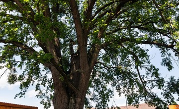 FOTO: Strom v obci Melčice - Lieskové