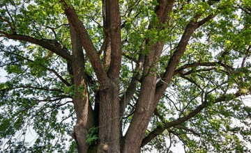 FOTO: Strom v obci Melčice - Lieskové