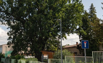 FOTO: Strom v obci Melčice - Lieskové
