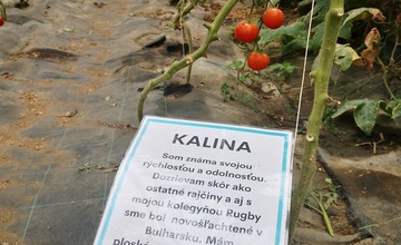 FOTO: Už ste počuli o samozbere rajčín? Natrafiť sa dá pri ňom aj na kus, ktorý nasýti celú rodinu