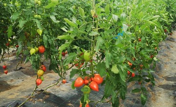 FOTO: Už ste počuli o samozbere rajčín? Natrafiť sa dá pri ňom aj na kus, ktorý nasýti celú rodinu