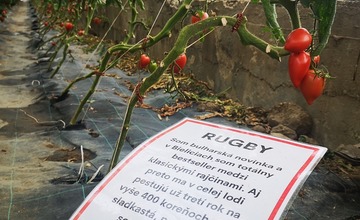 FOTO: Už ste počuli o samozbere rajčín? Natrafiť sa dá pri ňom aj na kus, ktorý nasýti celú rodinu