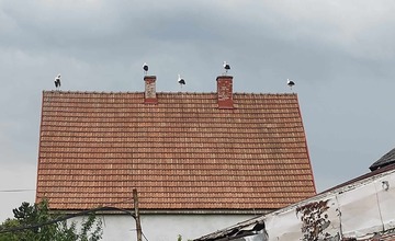 FOTO: Čaká obec na Považí nárast prírastkov? Zlietli sa tam bociany snáď z celého kraja