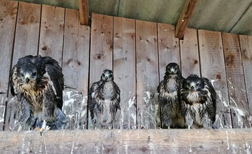 FOTO: Mláďatá myšiaka hôrneho v Národnej zoologickej záhrade v Bojniciach