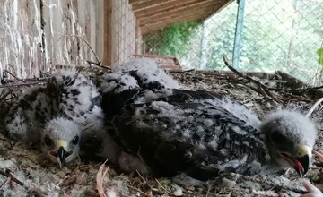 FOTO: Mláďatá myšiaka hôrneho v Národnej zoologickej záhrade v Bojniciach