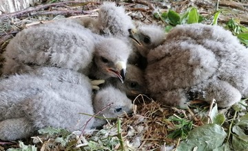 FOTO: Mláďatá myšiaka hôrneho v Národnej zoologickej záhrade v Bojniciach