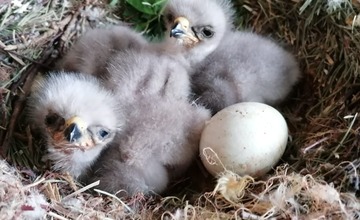 FOTO: Mláďatá myšiaka hôrneho v Národnej zoologickej záhrade v Bojniciach
