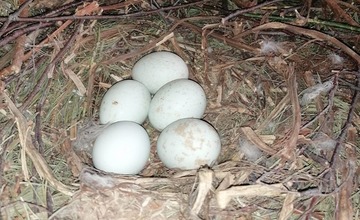 FOTO: Mláďatá myšiaka hôrneho v Národnej zoologickej záhrade v Bojniciach