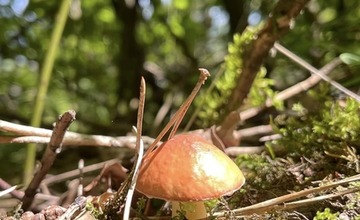 FOTO: Úlovky hubárov z Trenčianskeho kraja