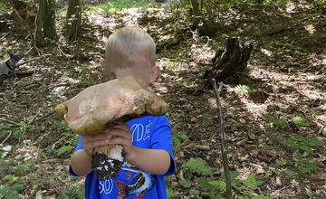 FOTO: Úlovky hubárov z Trenčianskeho kraja