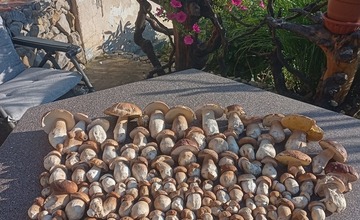 FOTO: Úlovky hubárov z Trenčianskeho kraja