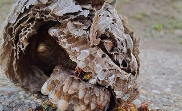FOTO: Do bytovky v hornonitrianskej obci sa nasťahovali neželaní nájomníci. Privolali na nich miestnych hasičov
