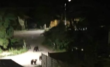 FOTO: Podľa týchto fotografíí sa situácia v hornonitrianskej obci vyostruje. Medvede nazerajú ľuďom do okien