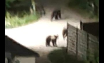 FOTO: Podľa týchto fotografíí sa situácia v hornonitrianskej obci vyostruje. Medvede nazerajú ľuďom do okien