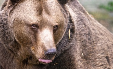 Najstaršiu slovenskú zoologickú záhradu navštívil po prvýkrát známy herec