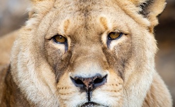 Najstaršiu slovenskú zoologickú záhradu navštívil po prvýkrát známy herec