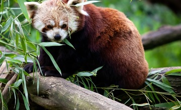 Najstaršiu slovenskú zoologickú záhradu navštívil po prvýkrát známy herec